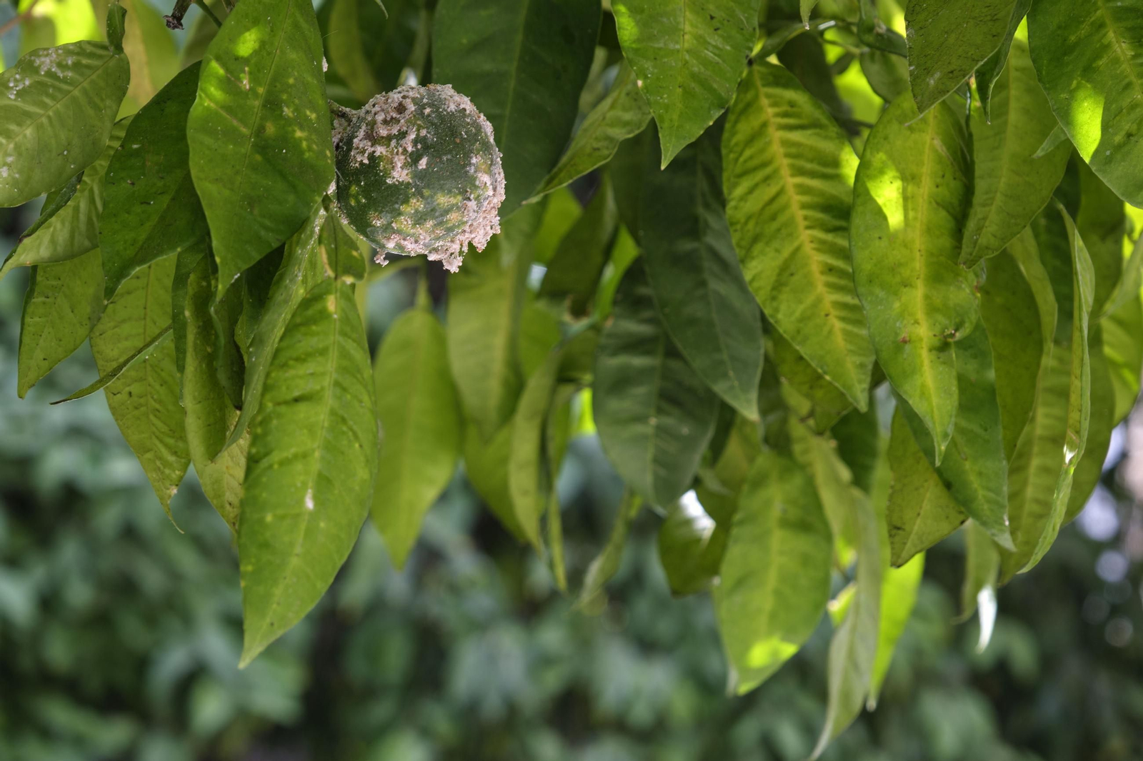 Así están los naranjos de Sevilla