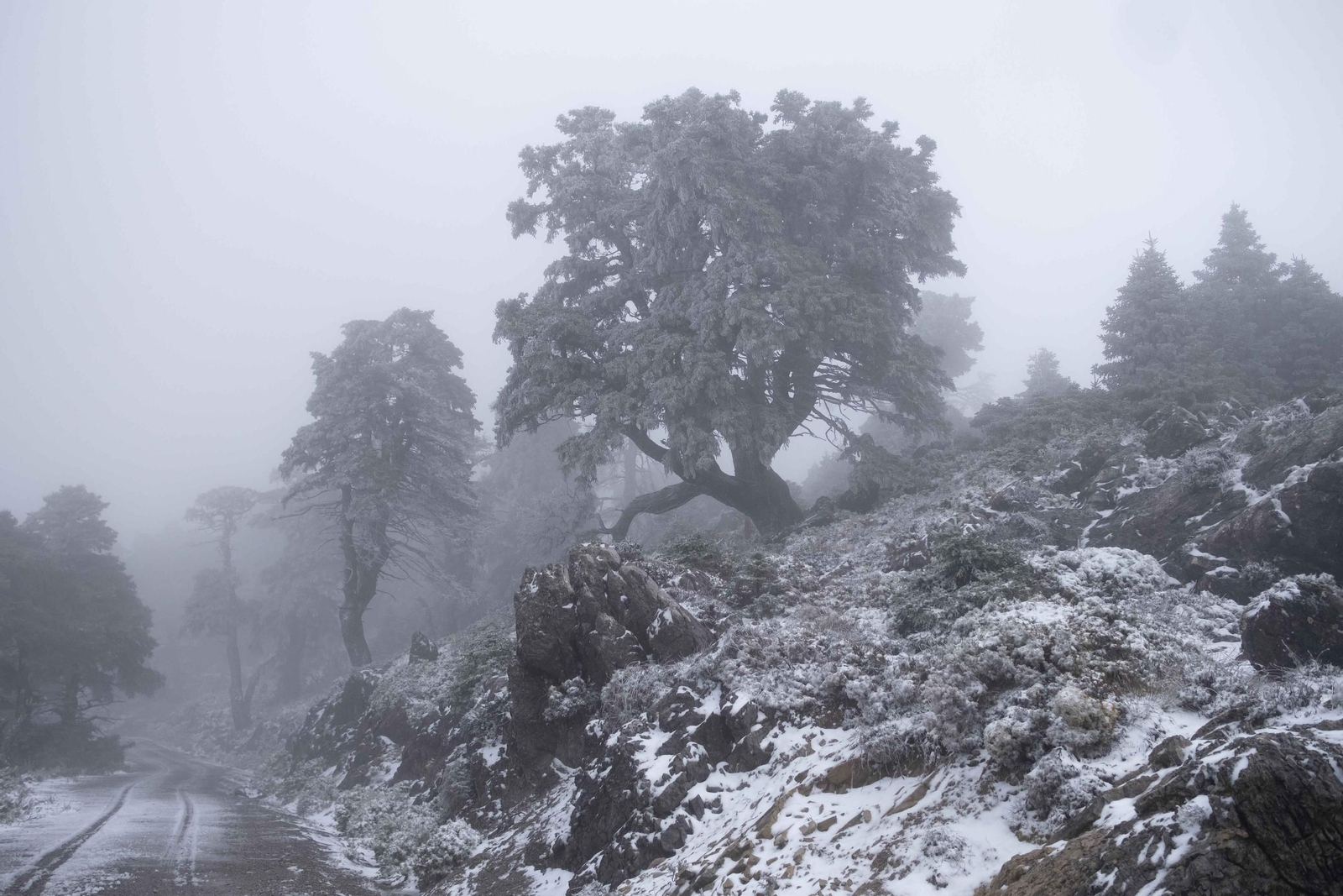 Nevada en la Sierra de las Nieves, en fotos