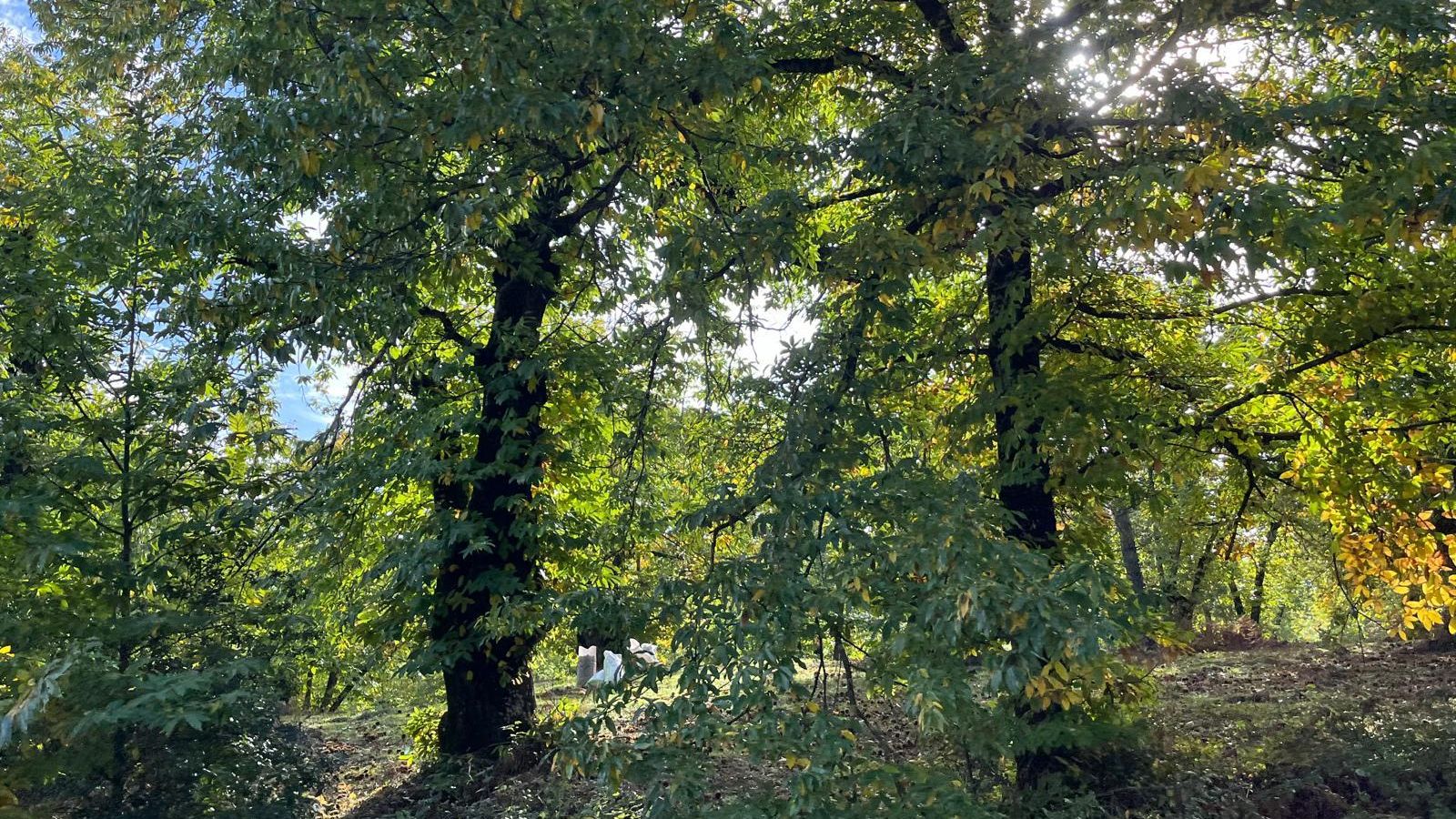Paisaje de  castañar serrano que tendrá protagonismo en la película.