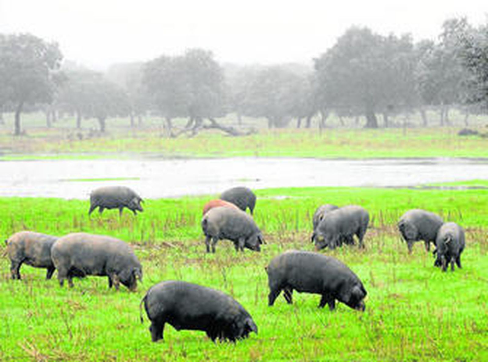 Una explotación porcina en la comarca de Los Pedroches.