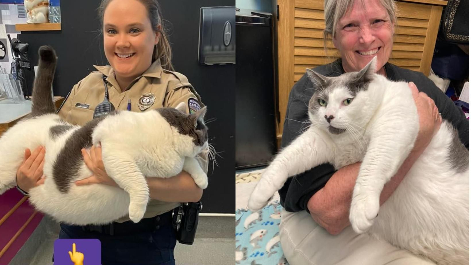 Adoptan un gato con obesidad tras viralizarse en las redes