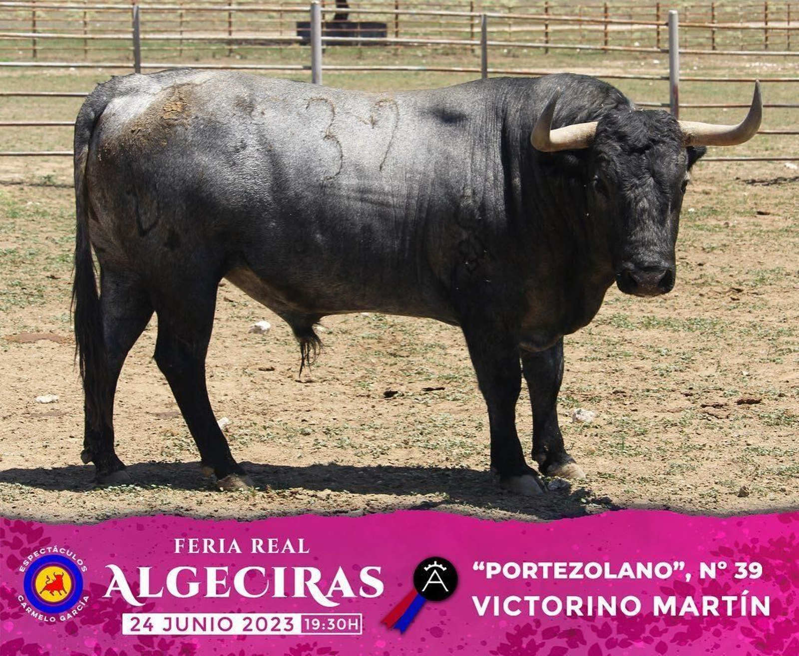 Los toros de Victorino Martín reseñados para la última corrida de la  Feria de Algeciras 2023, en imágenes