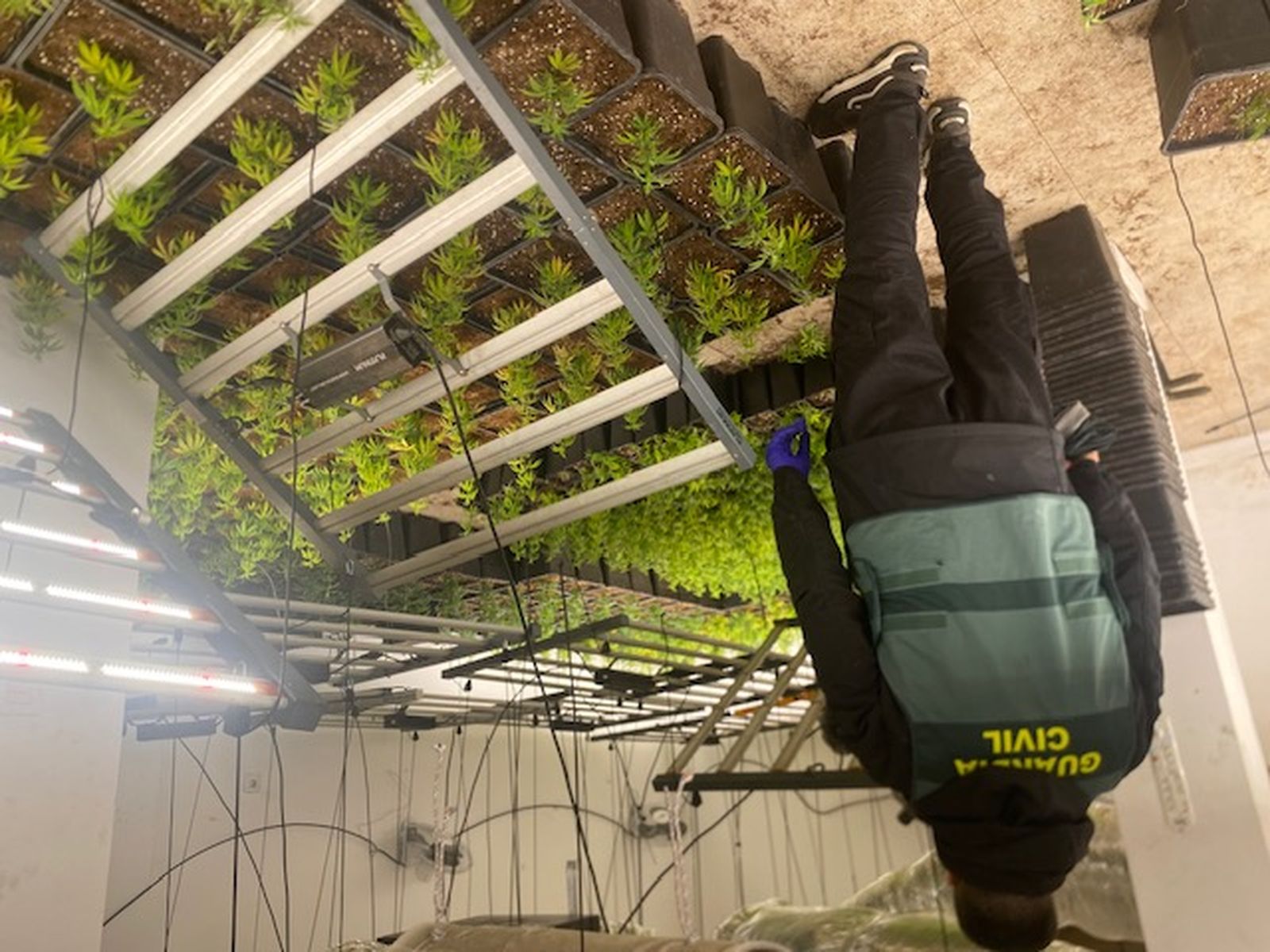 Un agente de la Guardia Civil junto a las plantas intervenidas