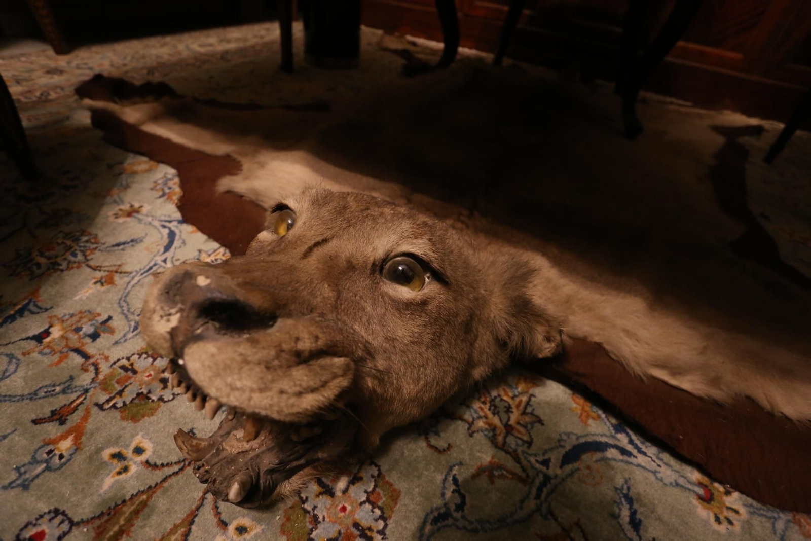 Traslado de la colección Bellver a la Casa Fabiola