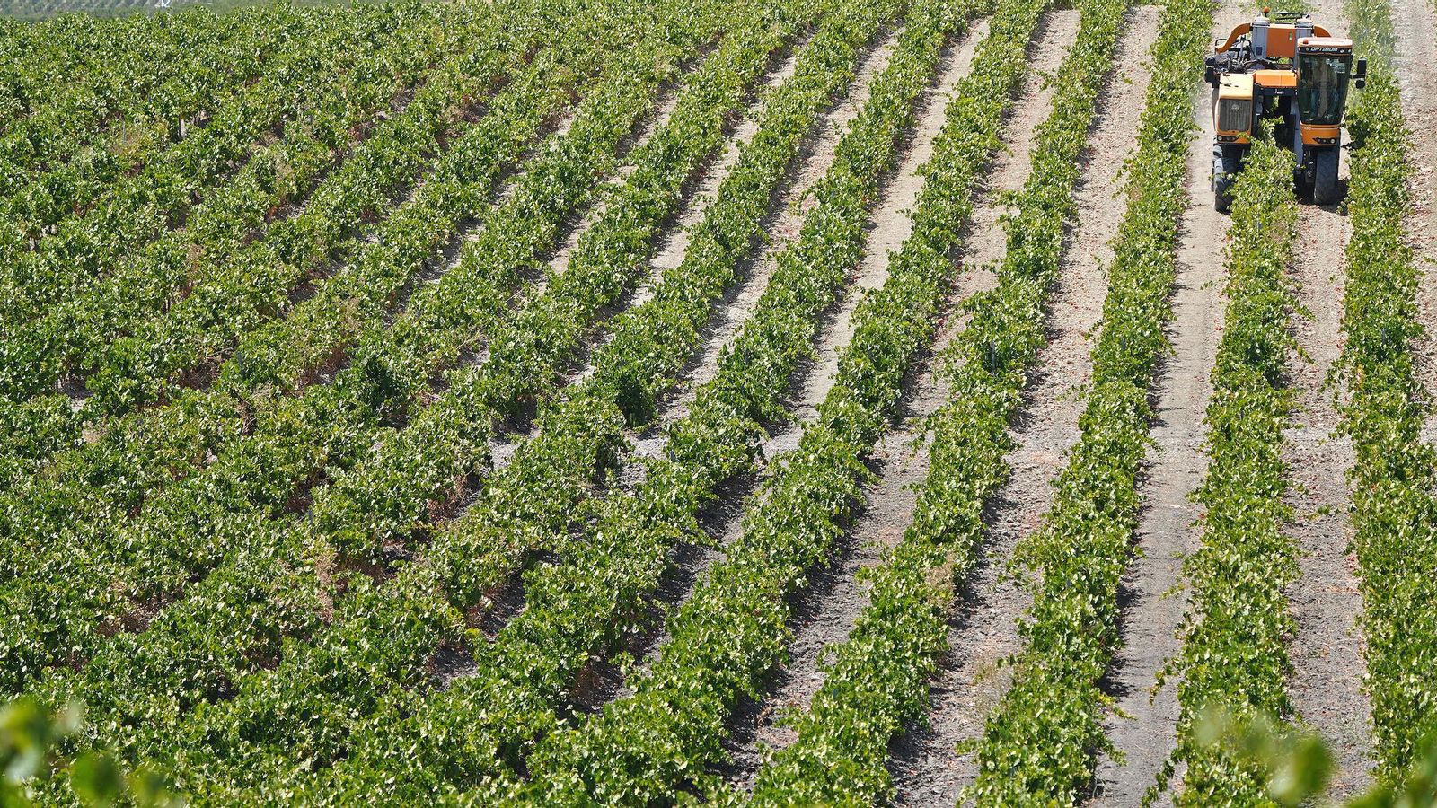 Cosechadora mecánica en plena recolección de la uva en uno de los líneos del viñedo de Gibalbín.