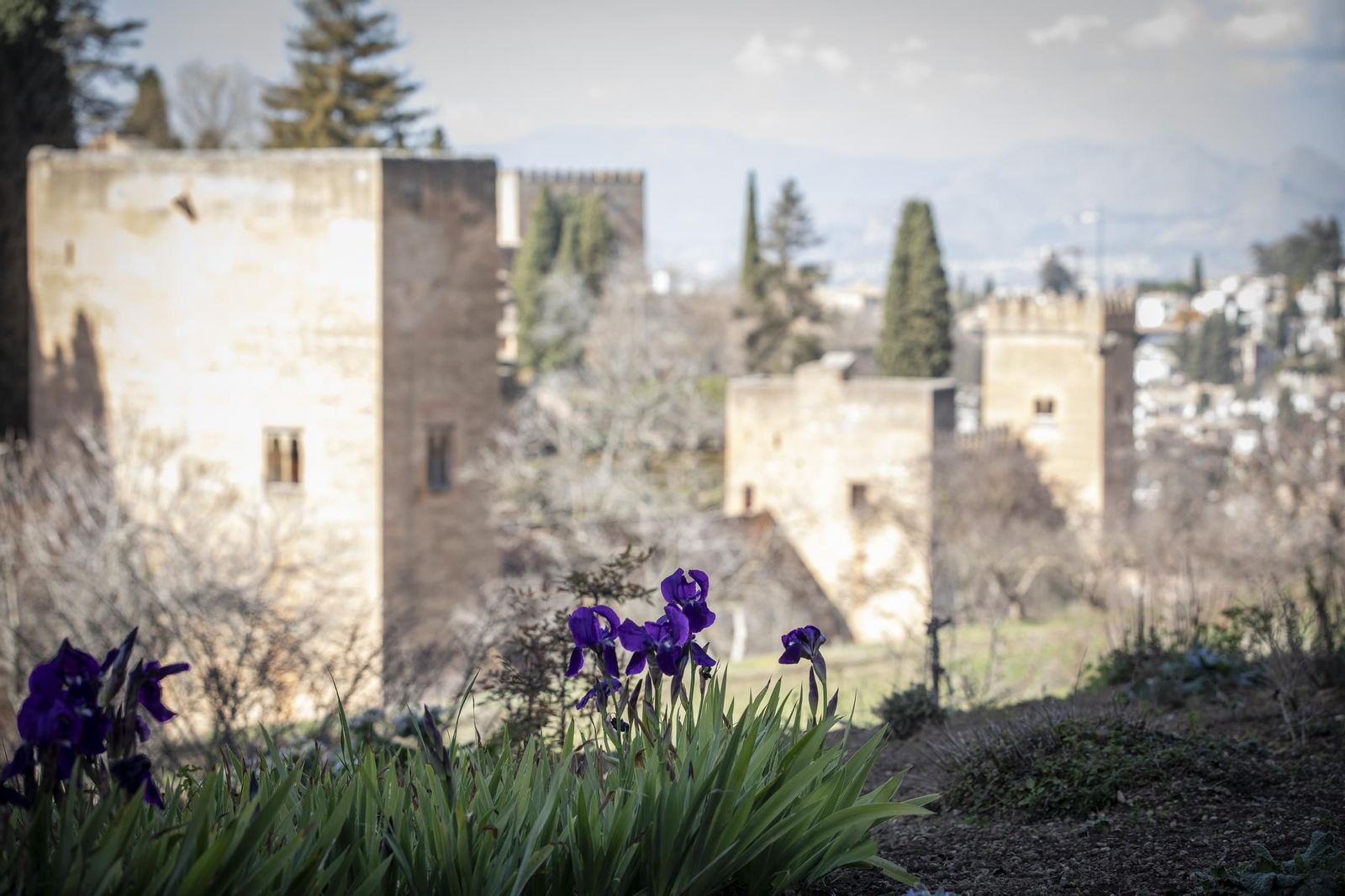 La Alhambra en flor...de invierno: las imágenes