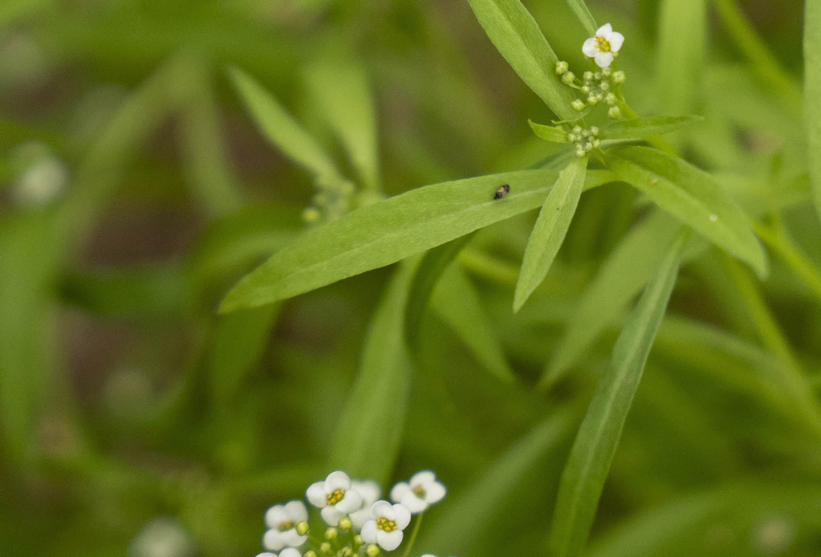 Las imágenes de la suelta de bichos depredadores para la lucha biológica en invernadero por Agrobio