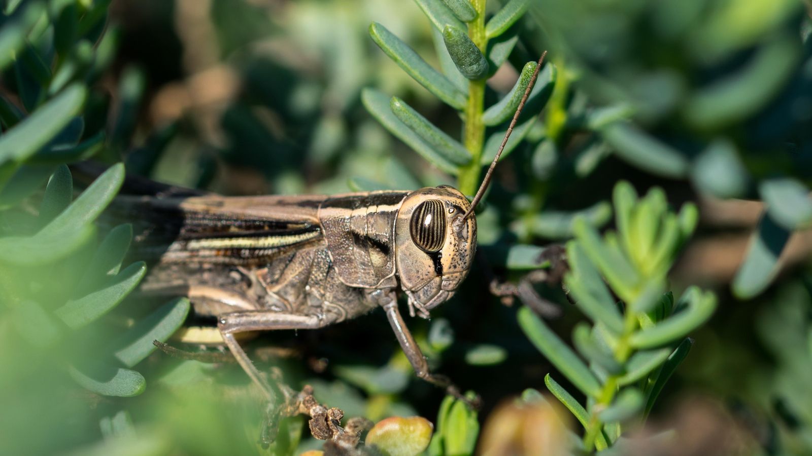 saltamontes
