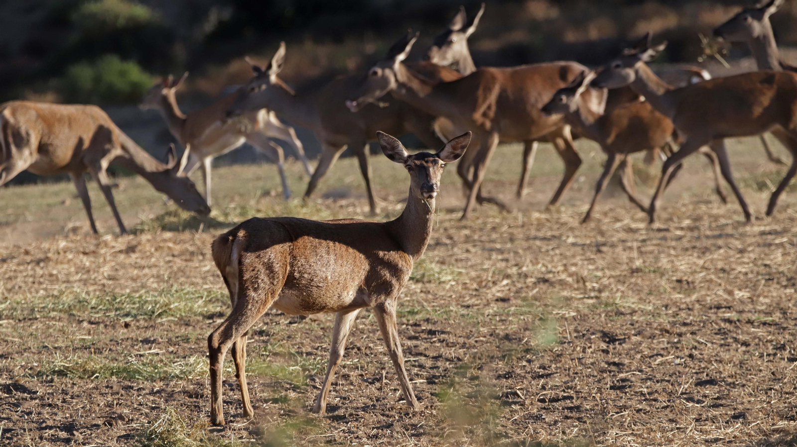 Fotos de la berrea en el Parque Natural de Los Alcornocales