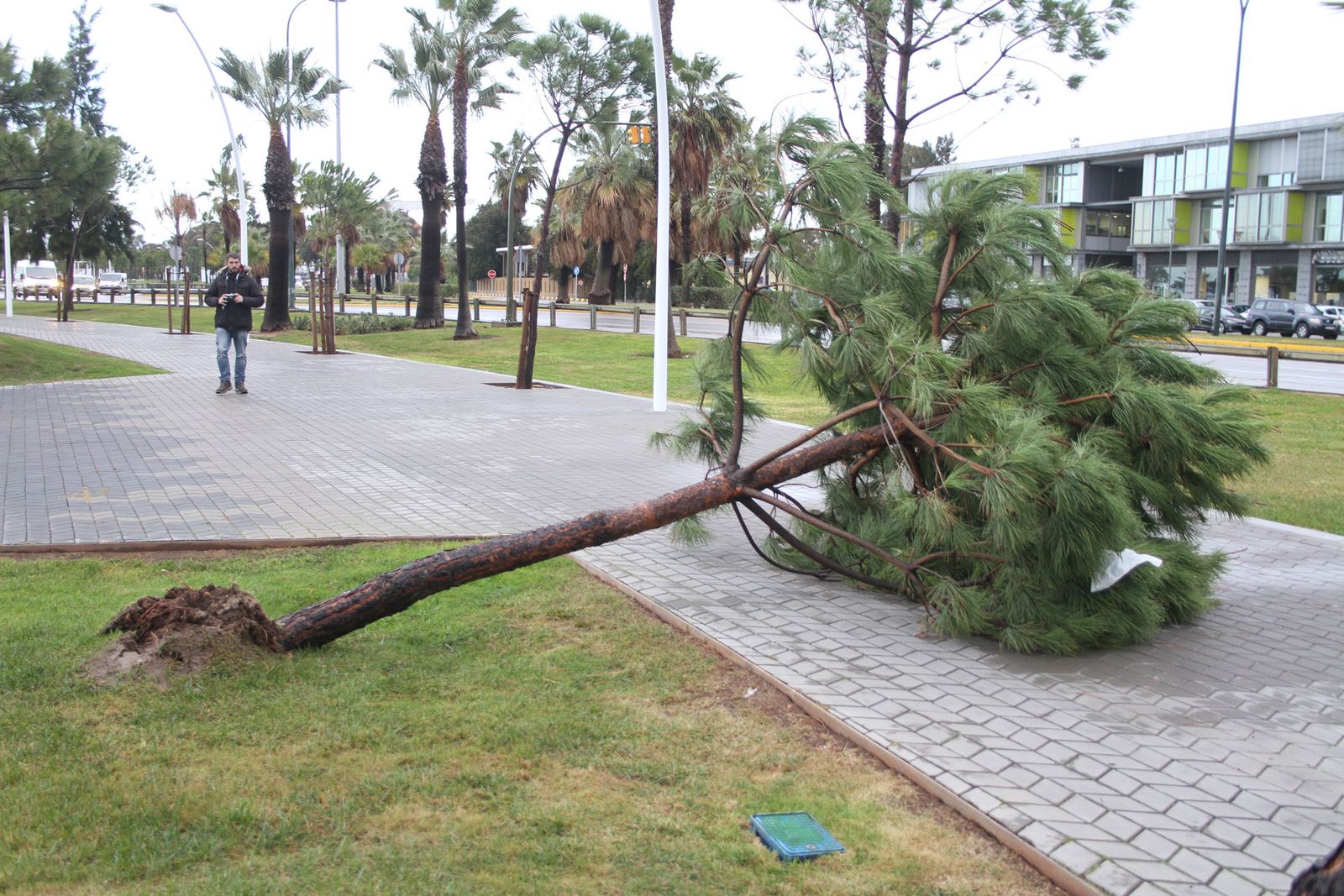 Consecuencias del temporal de lluvia y viento a su paso por la capital