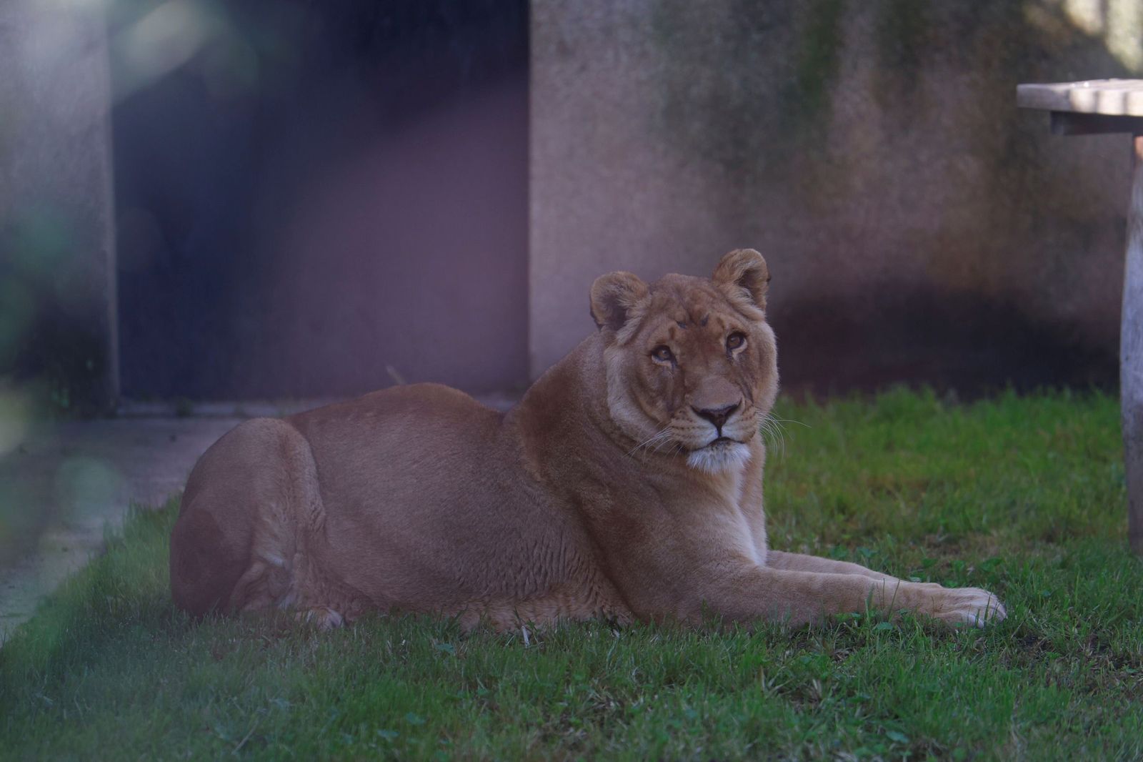 Las mejores imágenes de Zazu y Aissa, la nueva pareja de leones del Zoo de Córdoba