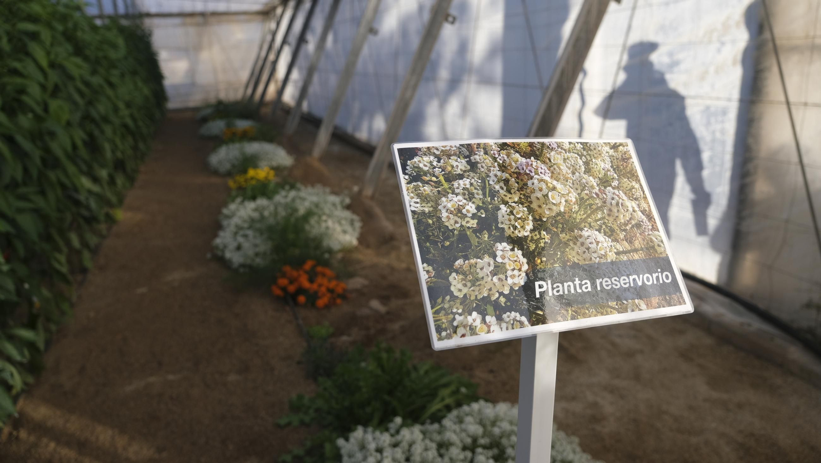 Jornada de puertas abiertas en la Estación Experimental Cajamar Las Palmerillas, en fotos