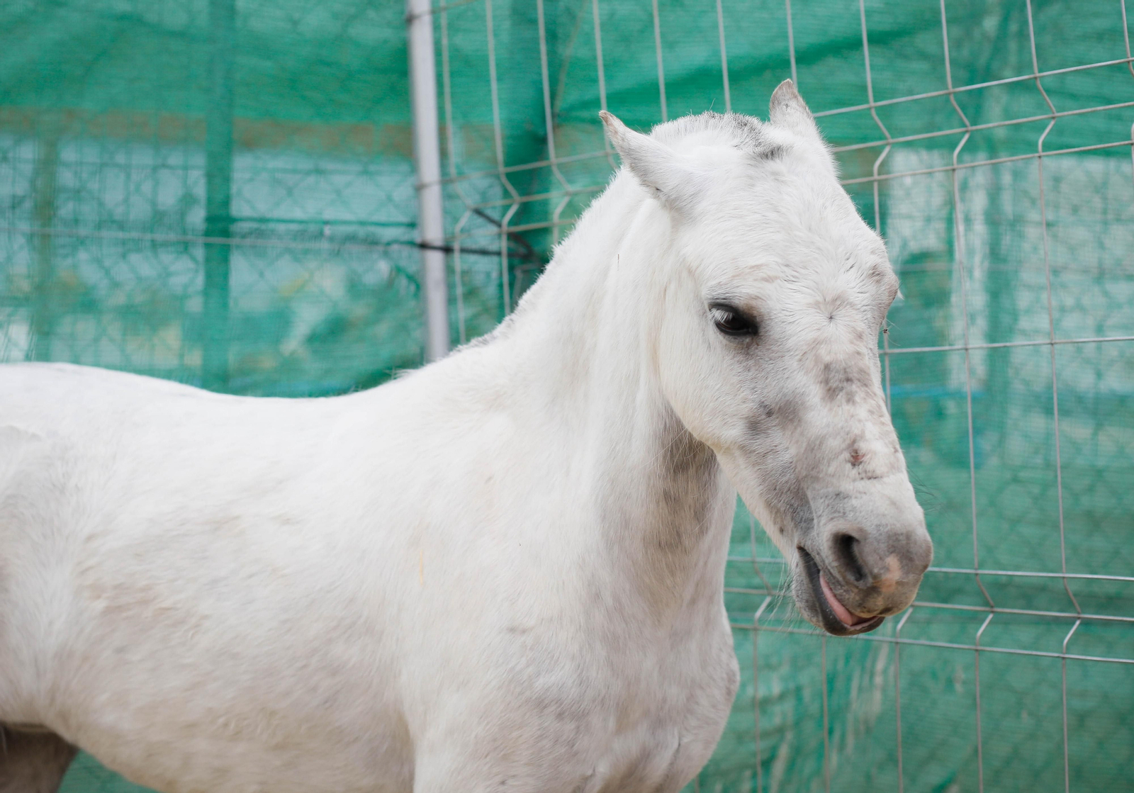 Galería de la Feria  de ganado en Tarambana