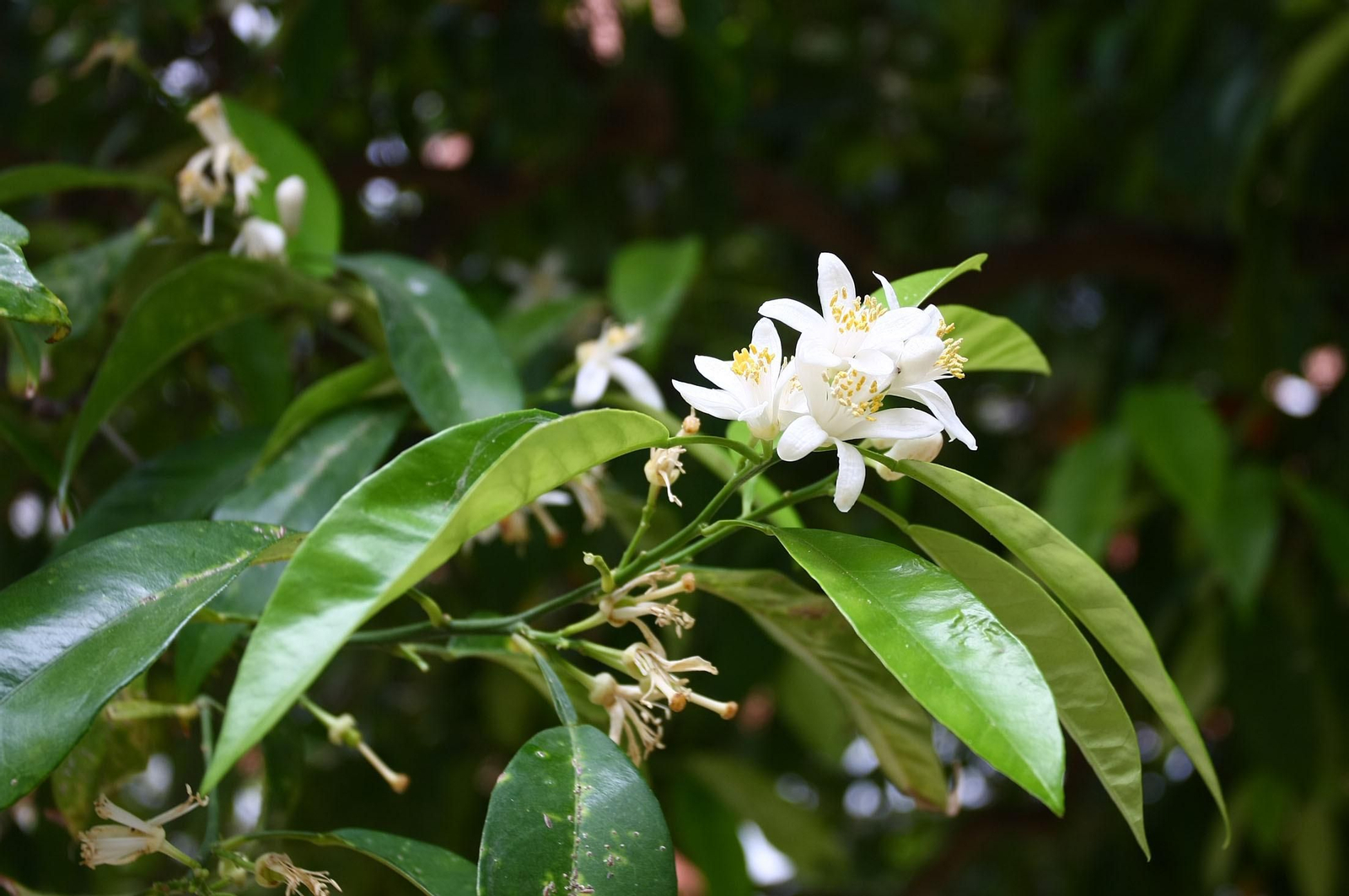 Brotes de azahar en las calles de Huelva.