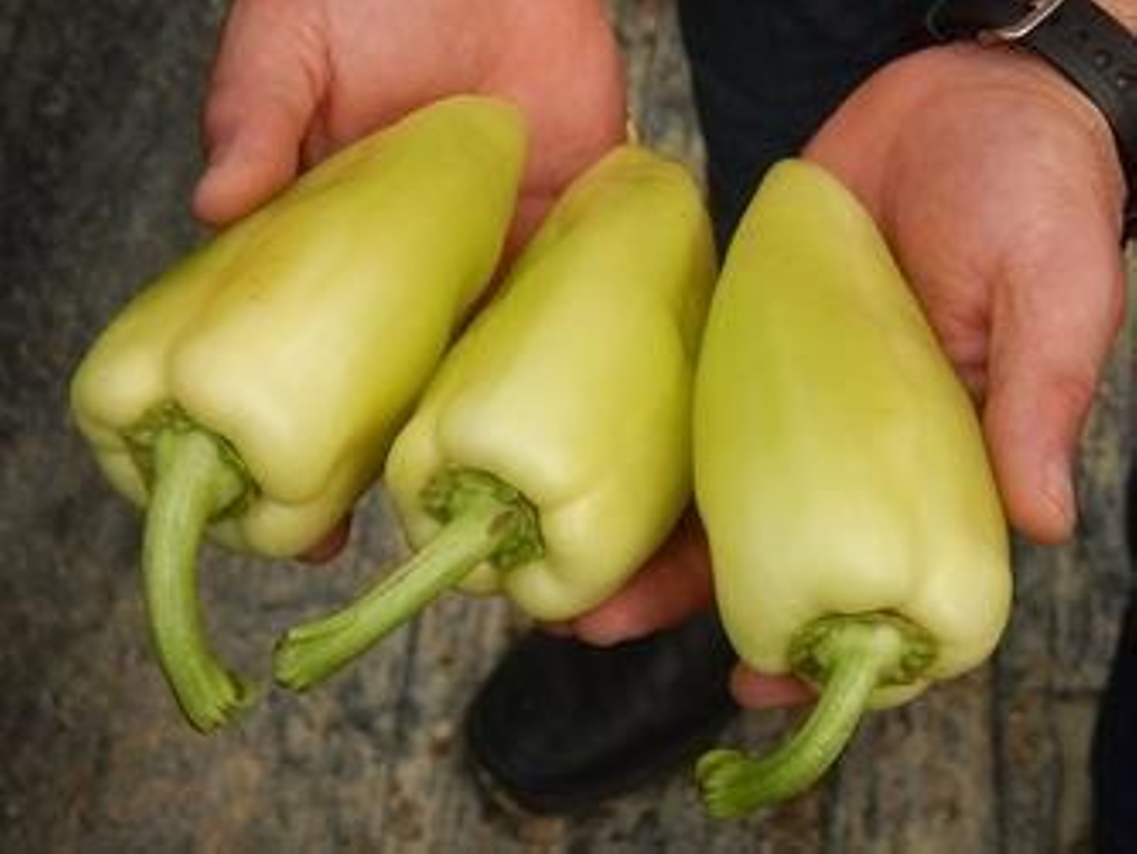 El pimiento blanco busca su hueco en el mercado de países de Europa del Este