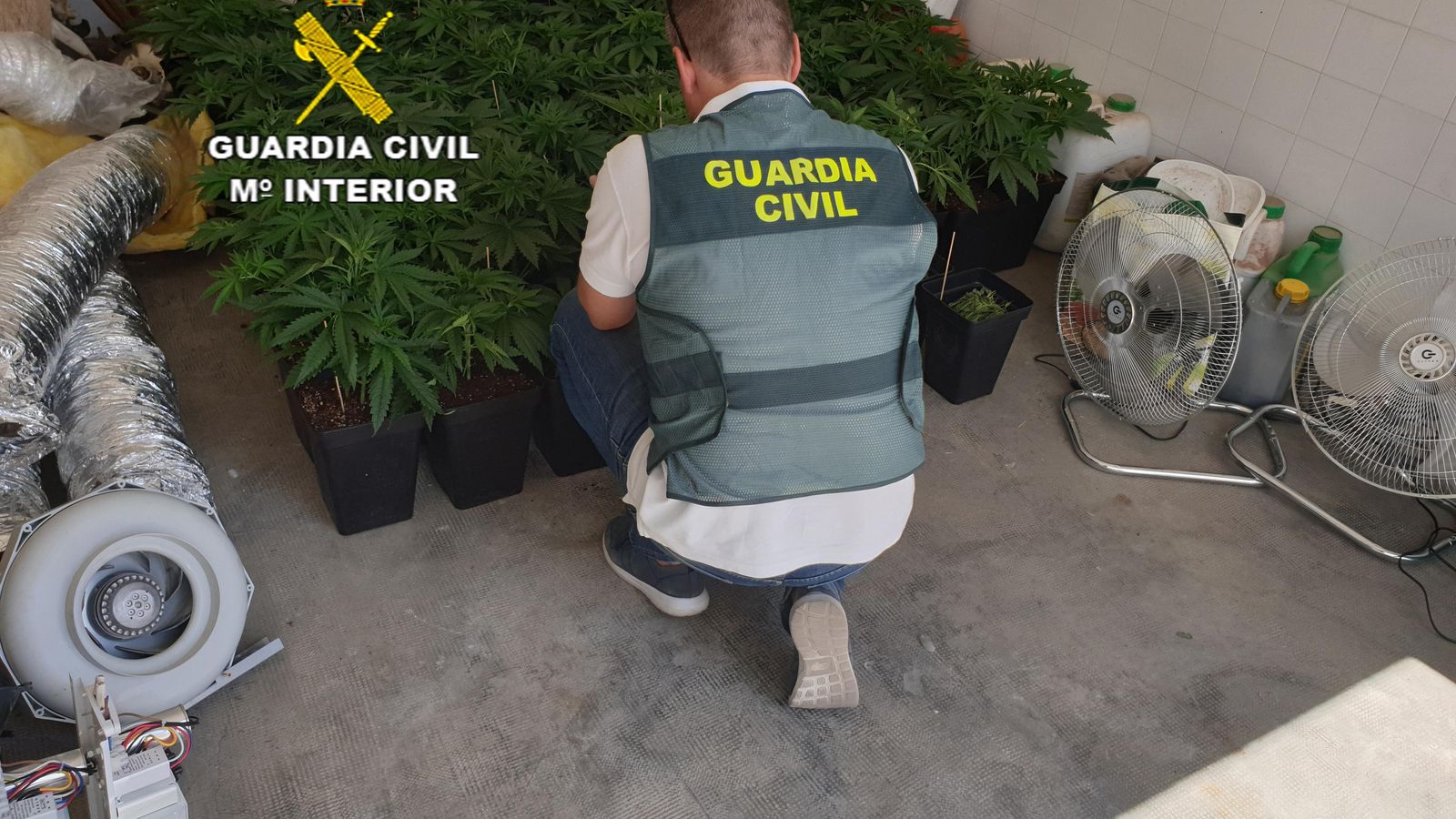 Un guardia civil manuipula unas plantas de cannabis.