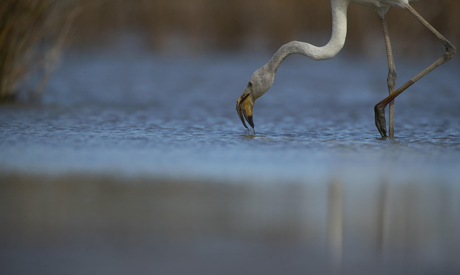 Doñana, imágenes de un mosaico de ecosistemas único