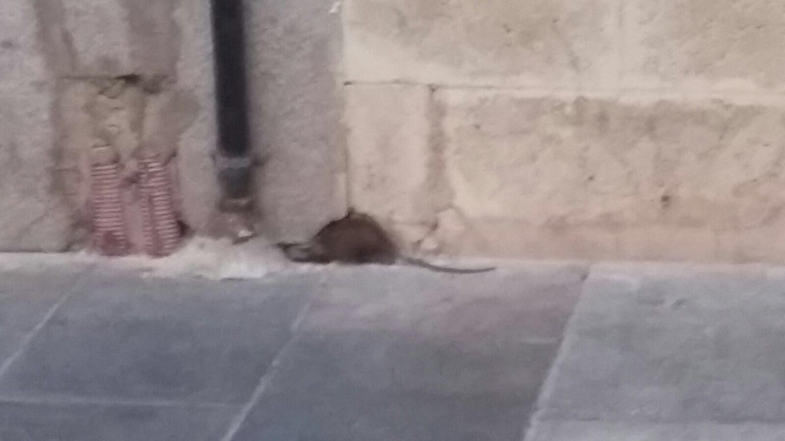 Imagen cedida por un ciudadano de una rata ayer en la plaza del Arenal.