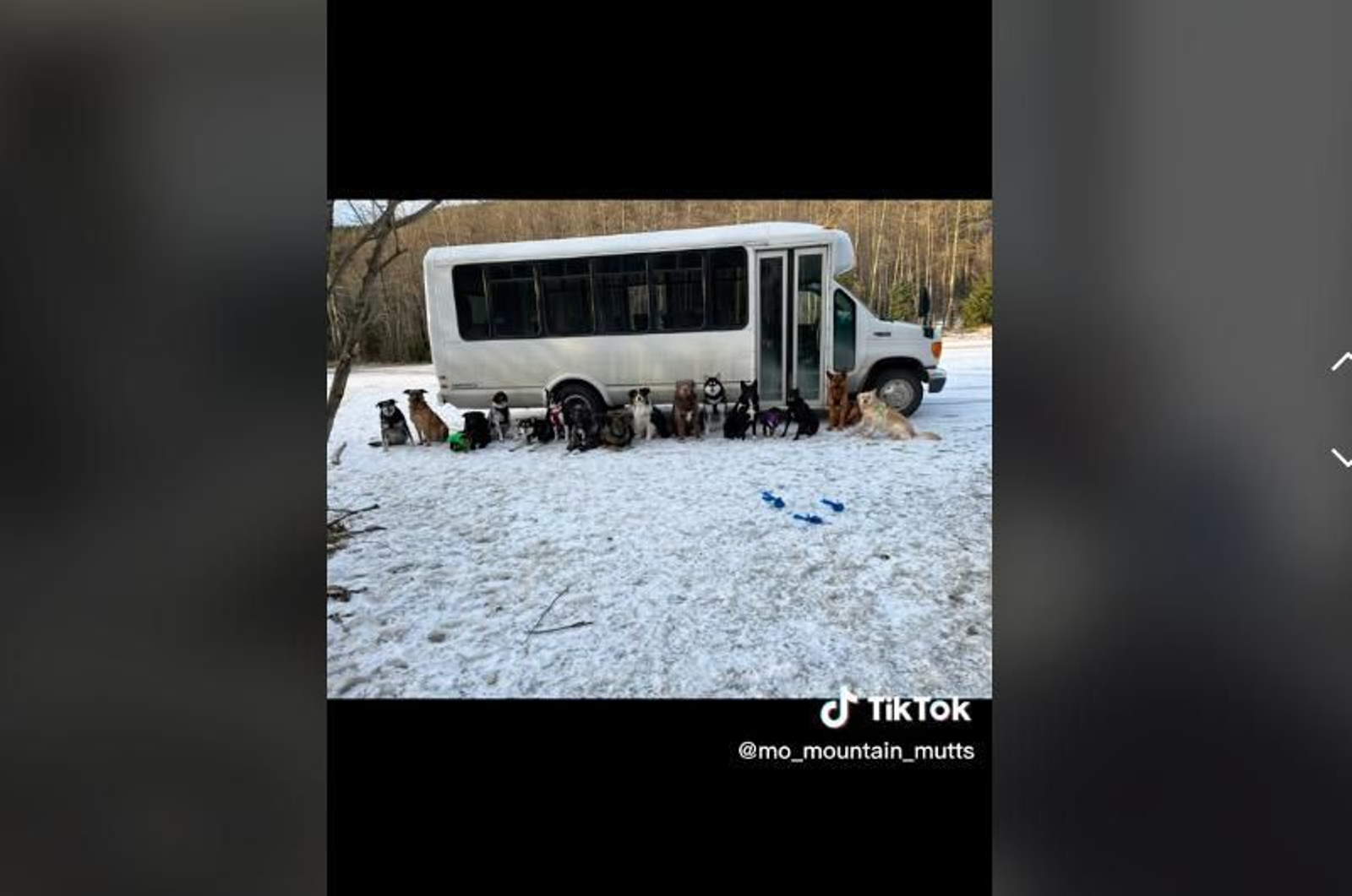 Se vuelve viral la manera que tiene una chica de pasear perros en una furgoneta