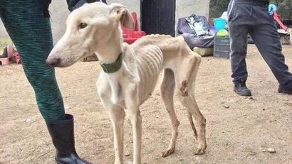 Lista de razas de perros más maltratados