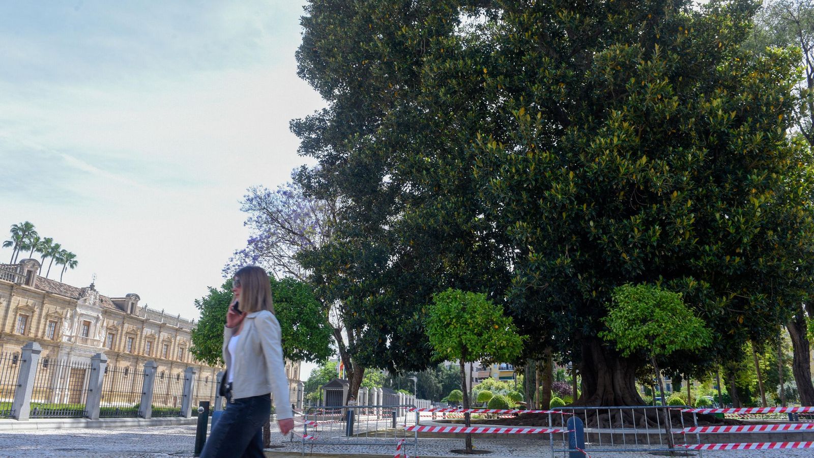 Un árbol acordonado en el exterior del Parlamento.