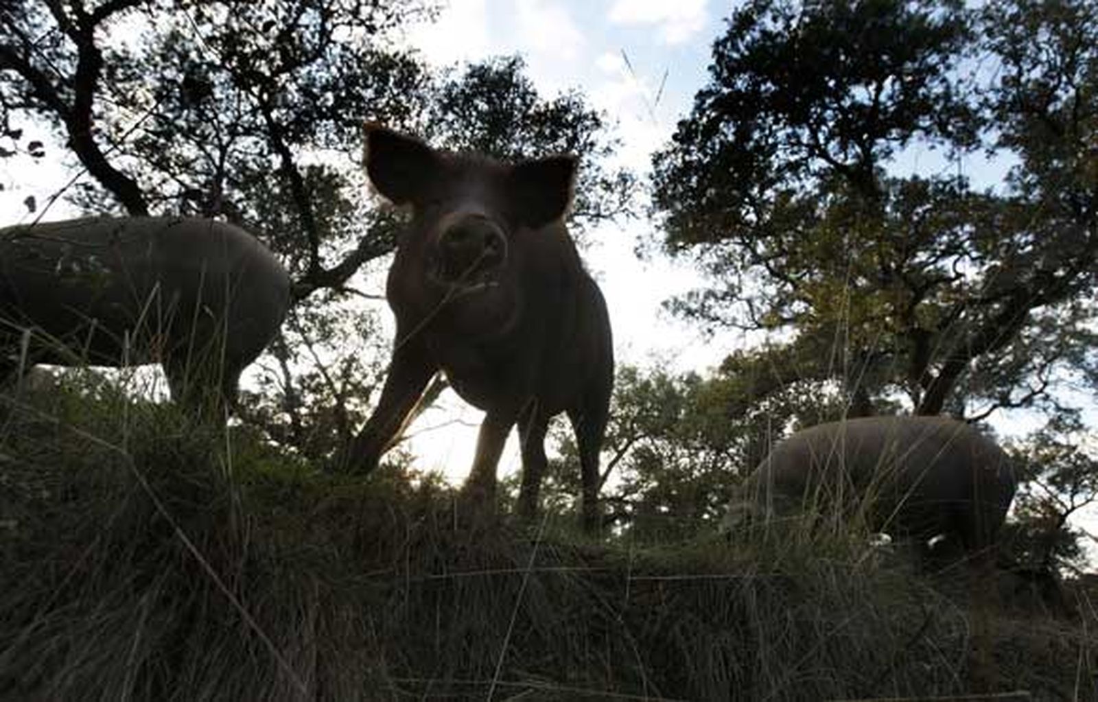 La Dehesa que se seca