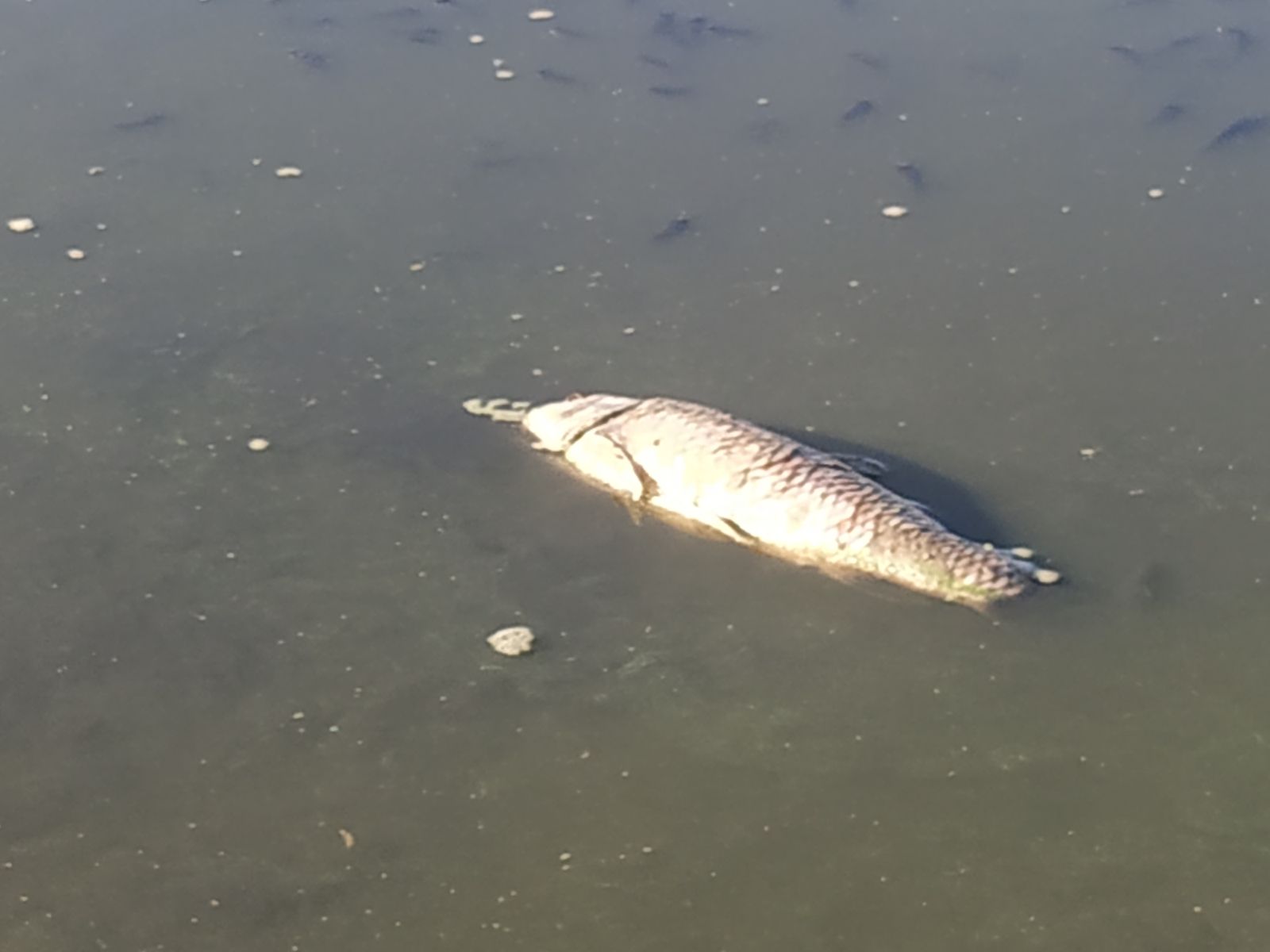 La Laguna de la Mejorada se seca