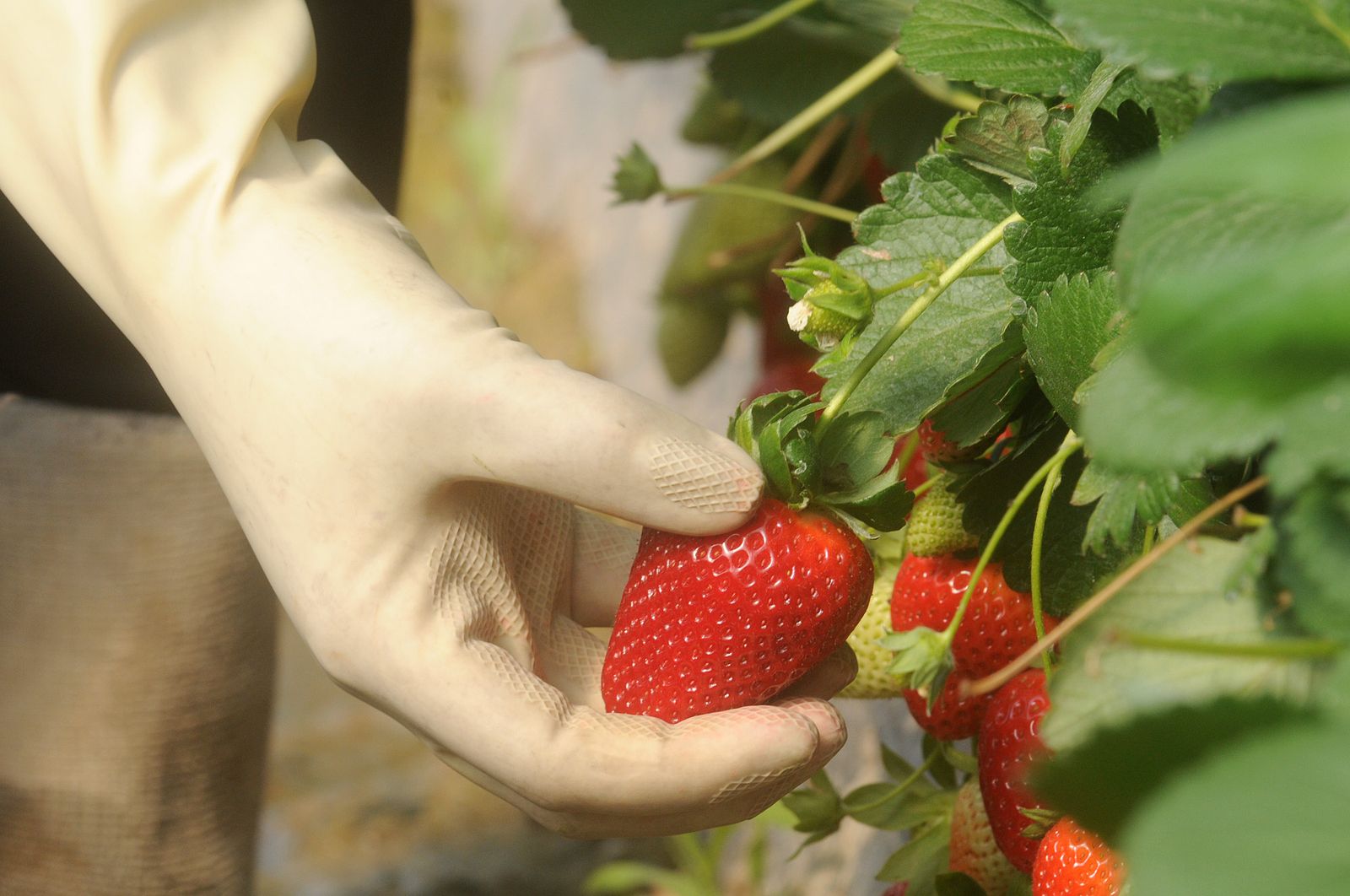 Recolección de fresas en una finca de la provincia de Huelva.
