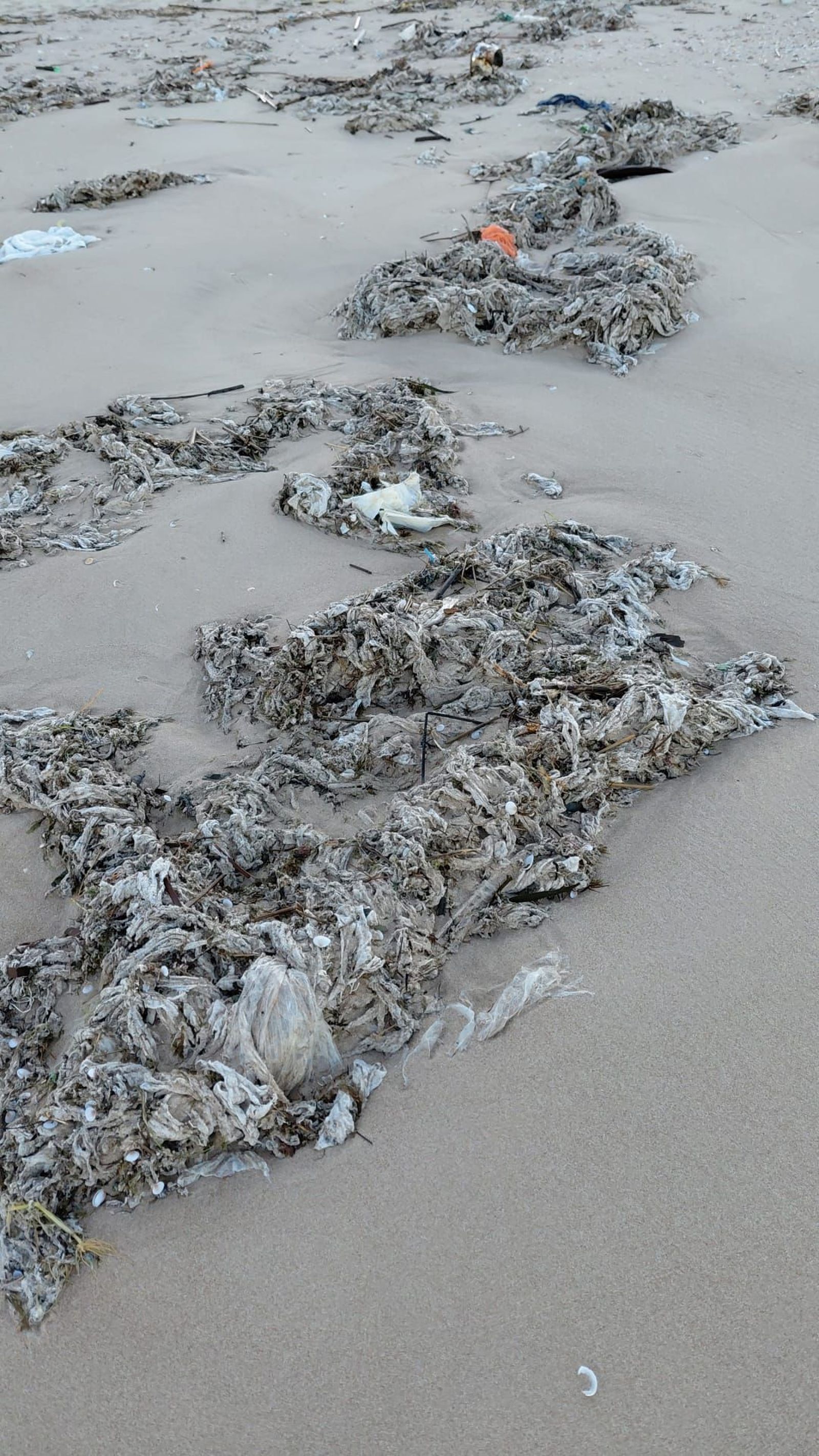 Toallitas higiénicas acumuladas en una de las playas portuenses.