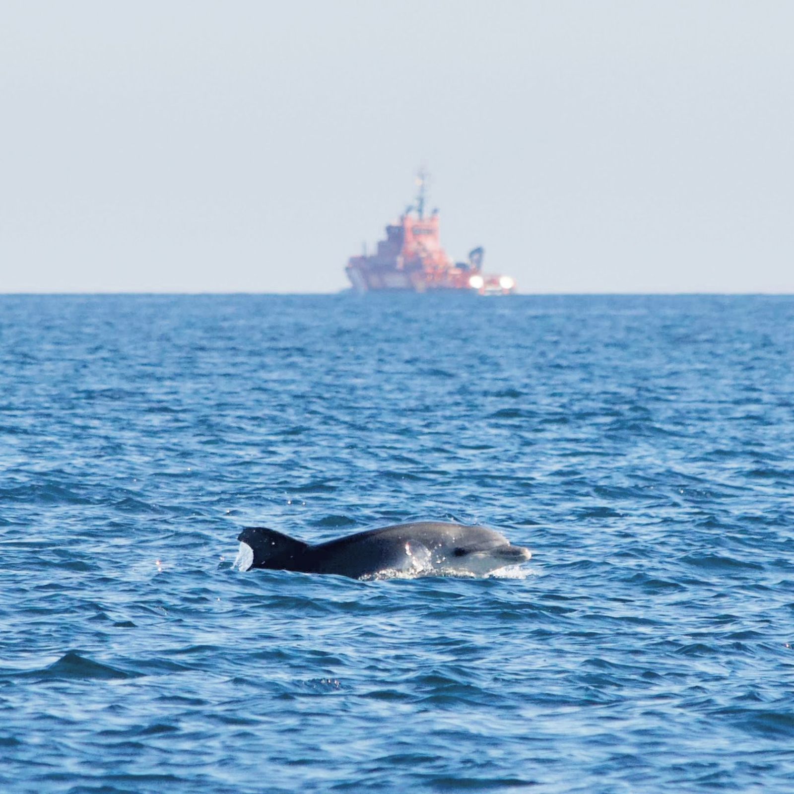 Navegando en el Poniente de Almería: del espectáculo de los delfines a los plásticos y petacas en el mar