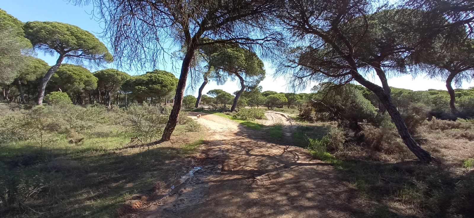 Las imágenes de la ruta de las salinas del Astur y los pinares de Punta Umbría