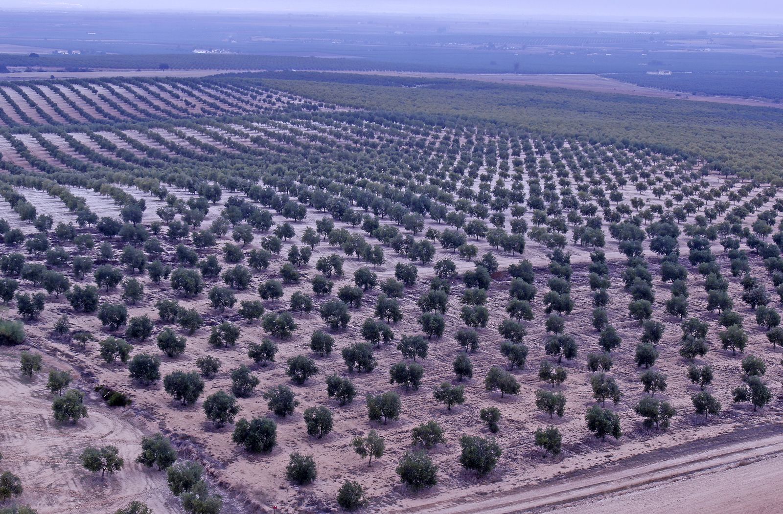 Reportaje sobre el aceite de oliva