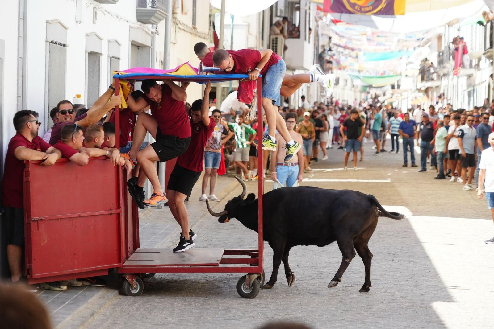 Las mejores imágenel del encierro de vaquillas de El Viso
