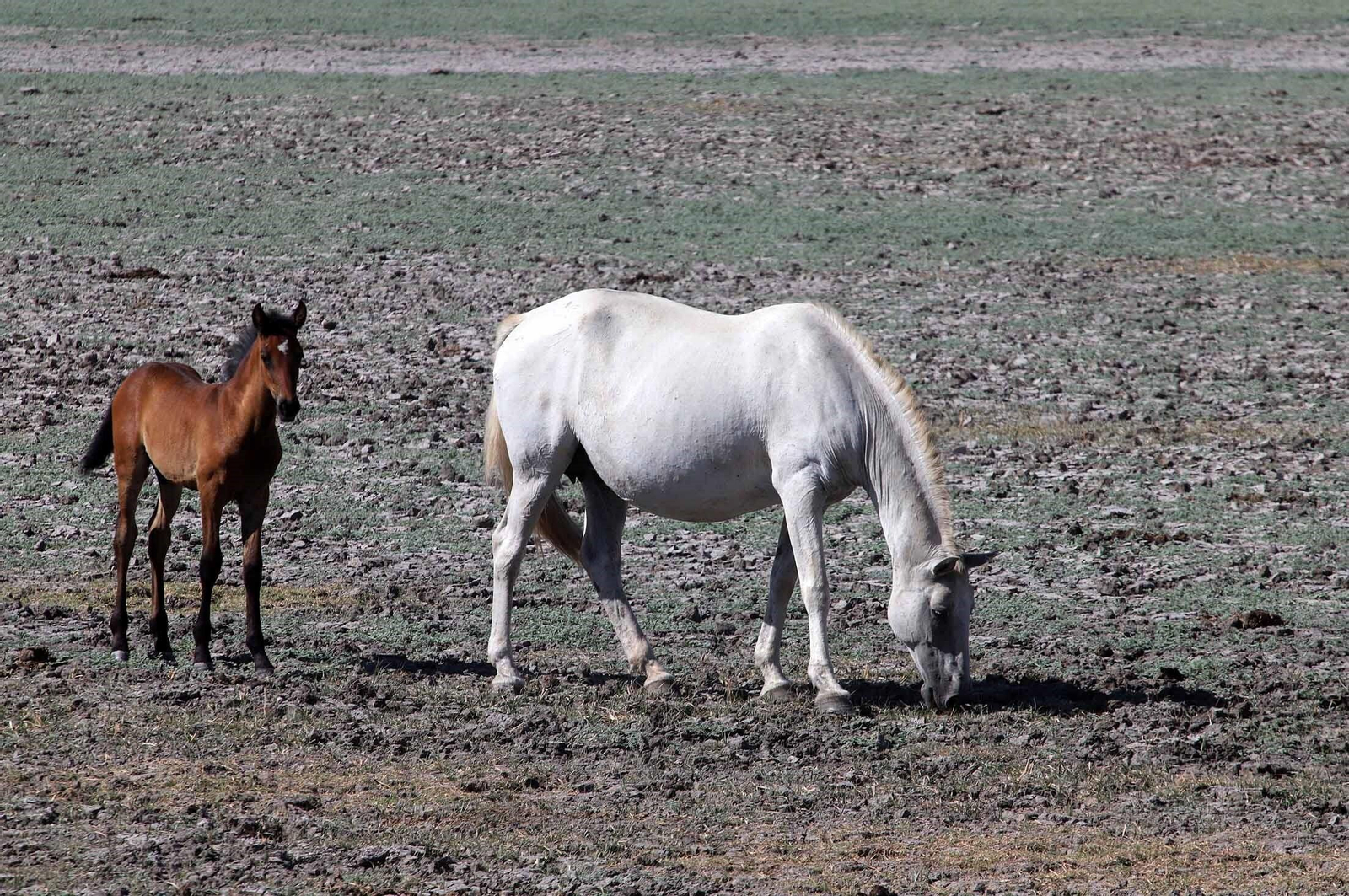 La marisma junto a la ermita de El Rocío seca, en imágenes