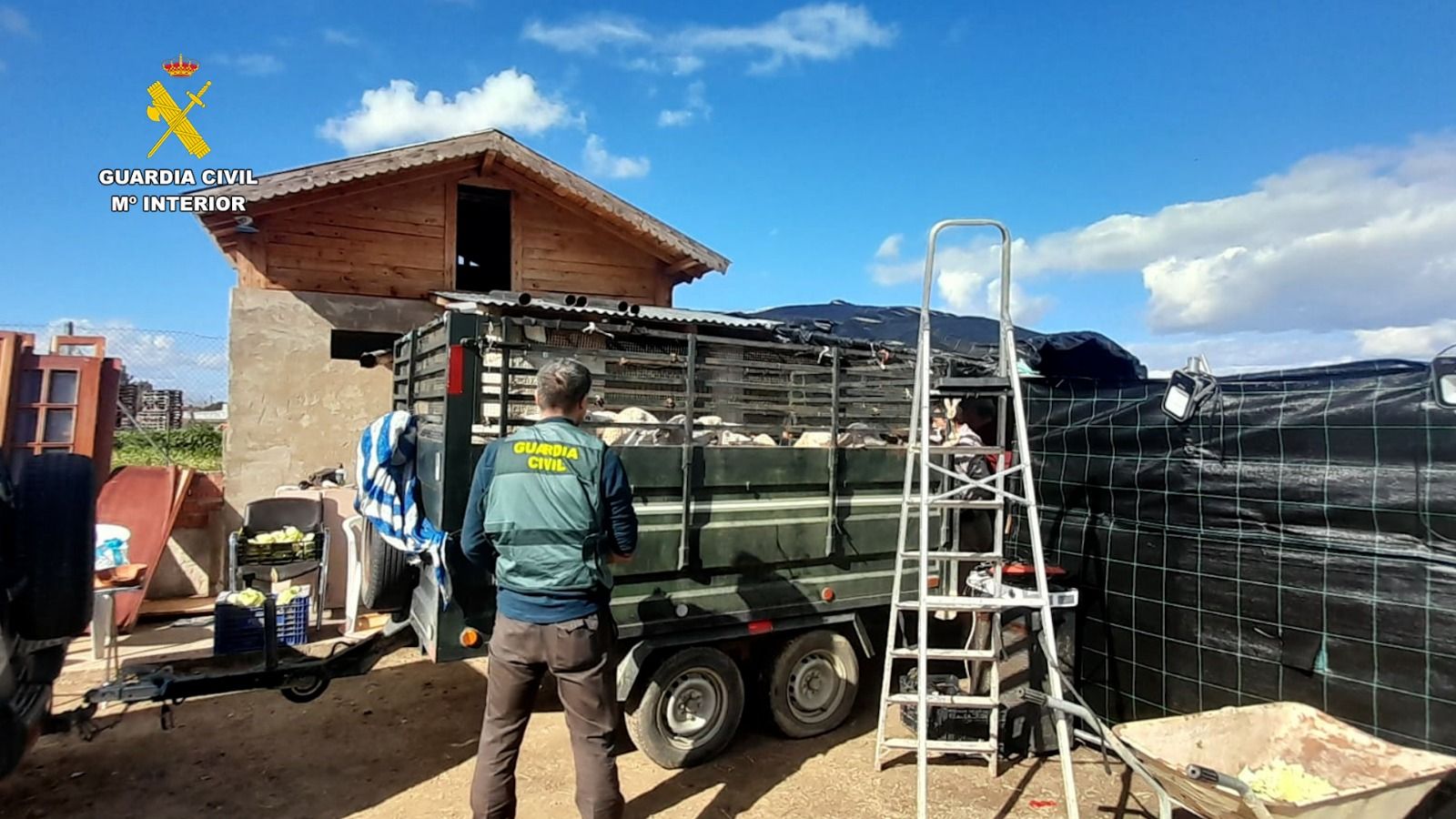 Un agente de la Guardia Civil con parte del ganado recuperado.