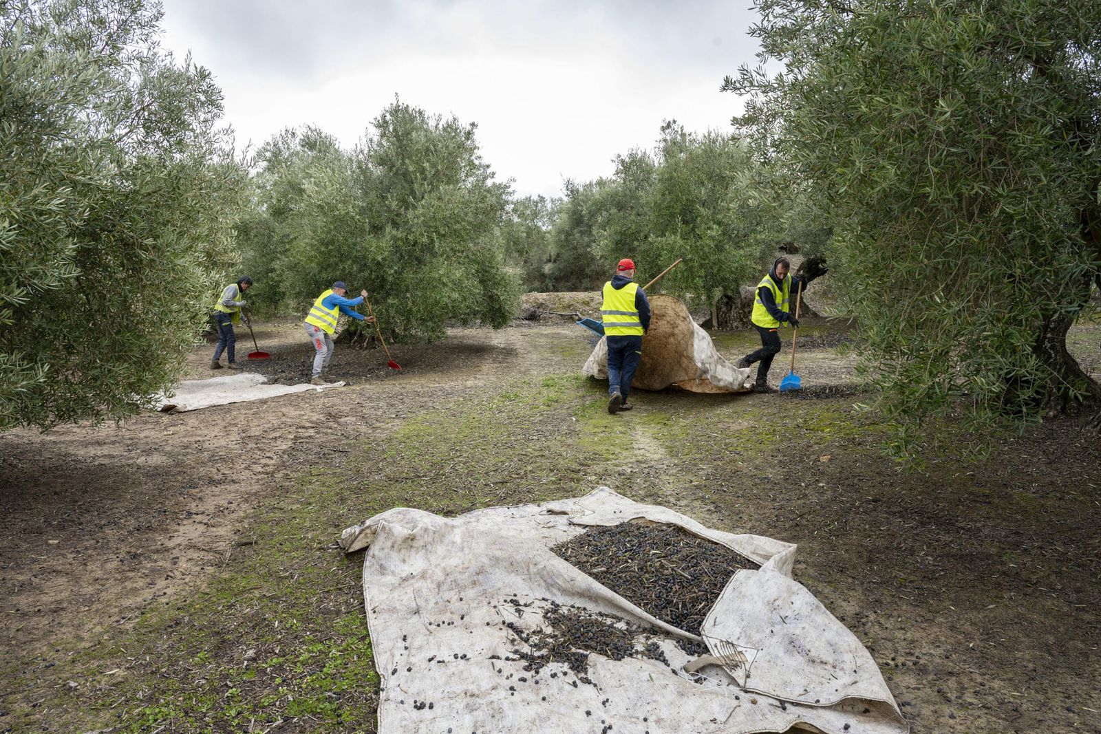Recolección de la aceituna en un olivar de Úbeda tras las lluvias.
