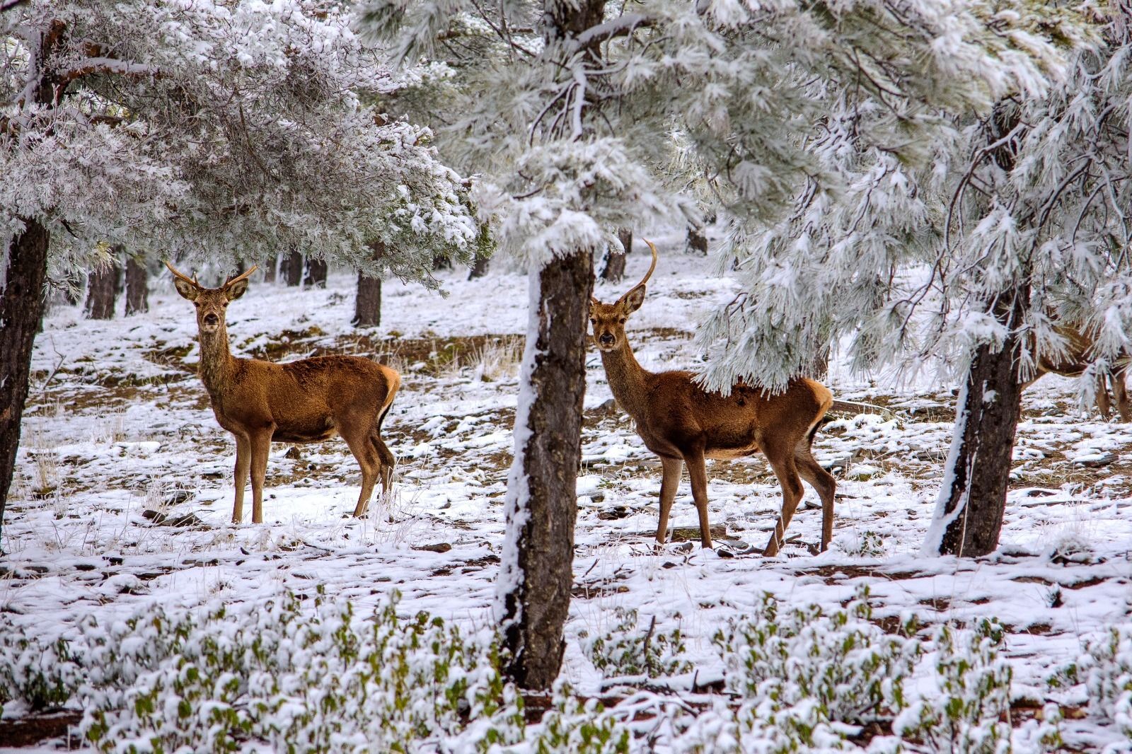 Determinan una congestión pulmonar severa como causa de la mortandad de los ciervos en el Parque Natural Sierra de Baza
