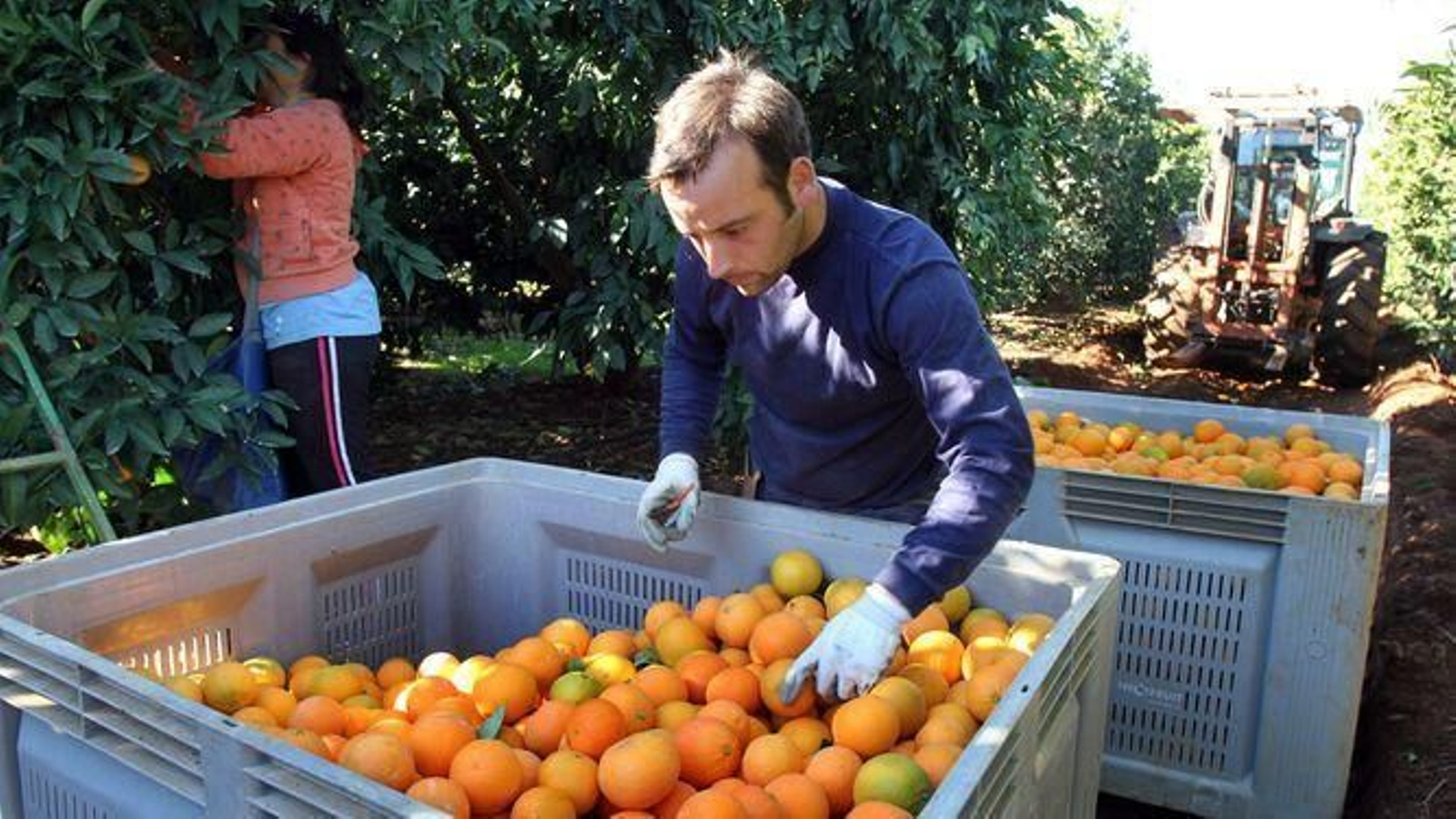 Recogida de naranja en una finca de la Vega del Guadalquivir.