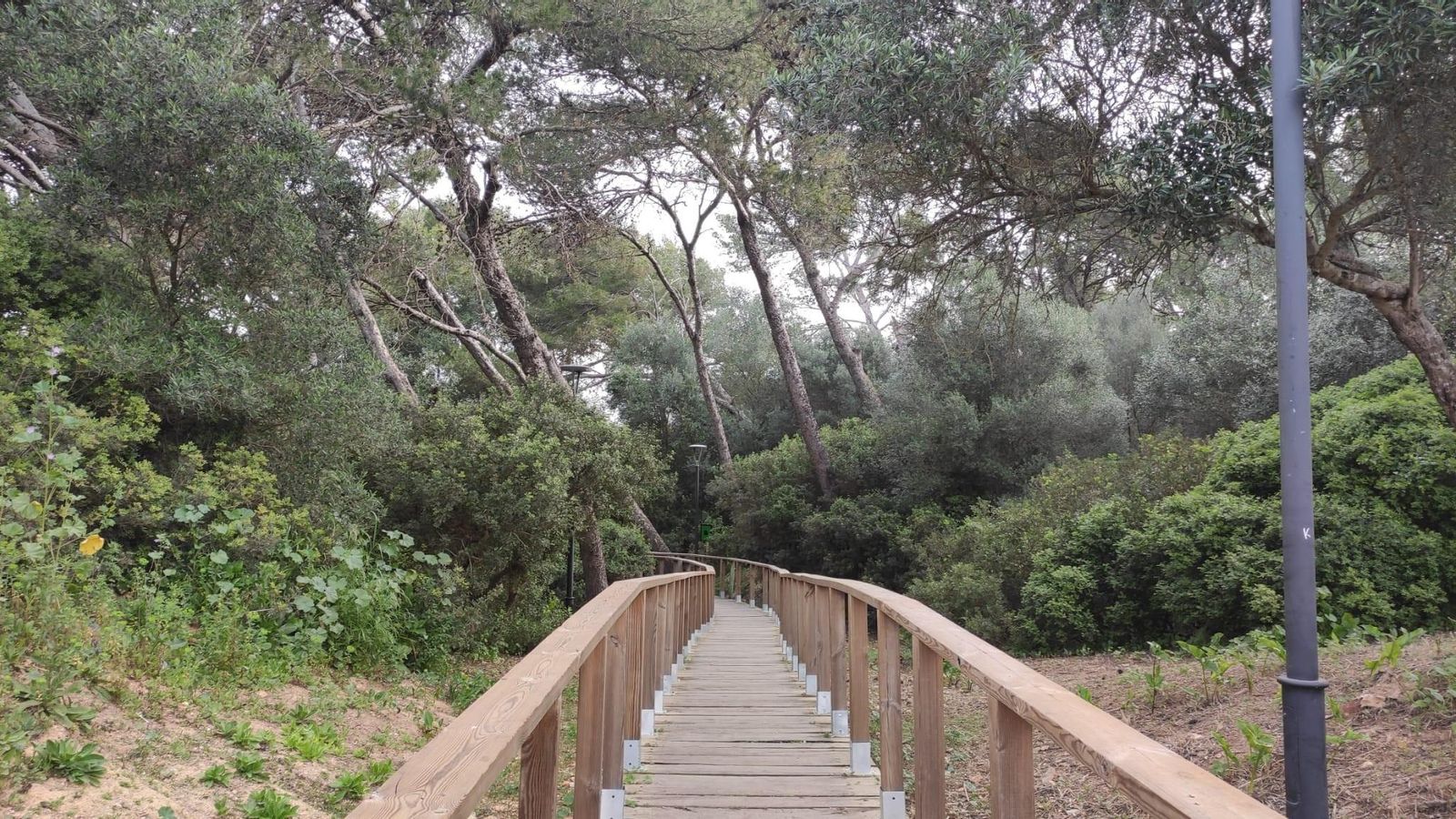 Pinar de la María, en Puerto Real.