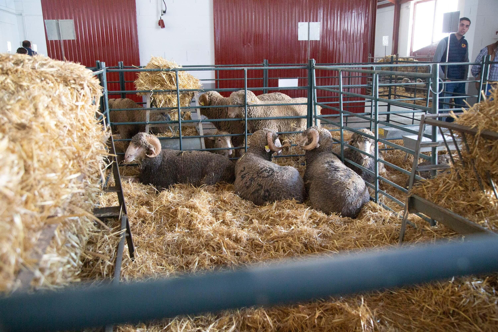 Un recorrido en fotografías por la Feria Agroganadera de Los Pedroches