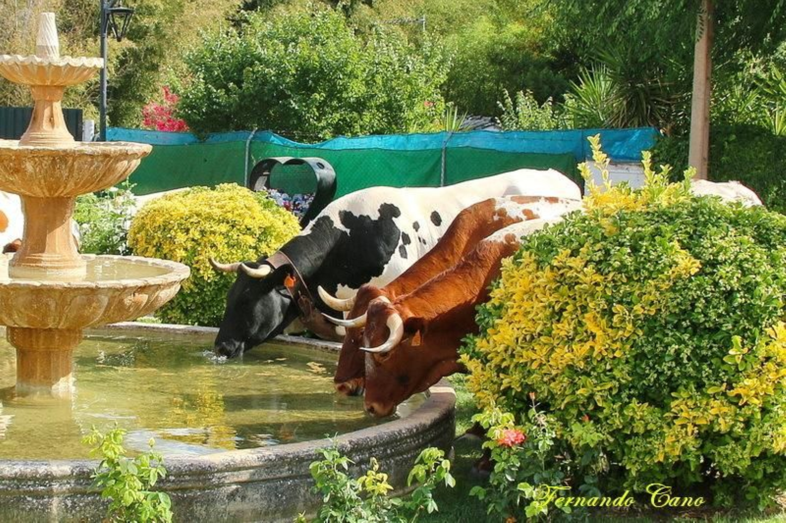 Las reses del ganadero Pablo Espinar hacen la trashumancia a su paso por Mogón.