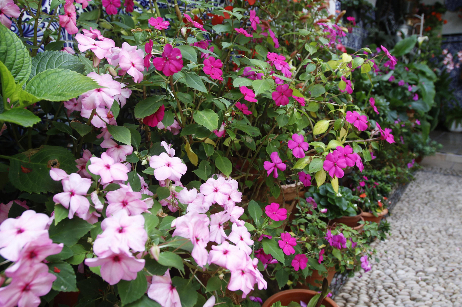 Los Patios de Córdoba en tiempos de crisis: Pedro Fernández, 6