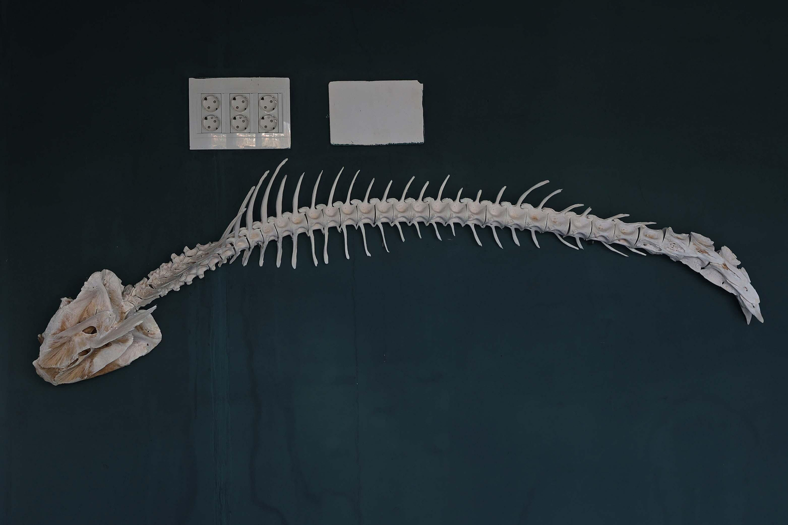 El Centro de Gestión del Medio Marino Andaluz (CEGMA) de Algeciras, en imágenes