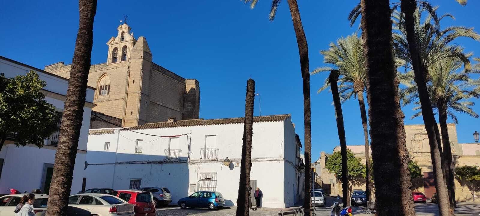 Cae la copa de una palmera en San Mateo