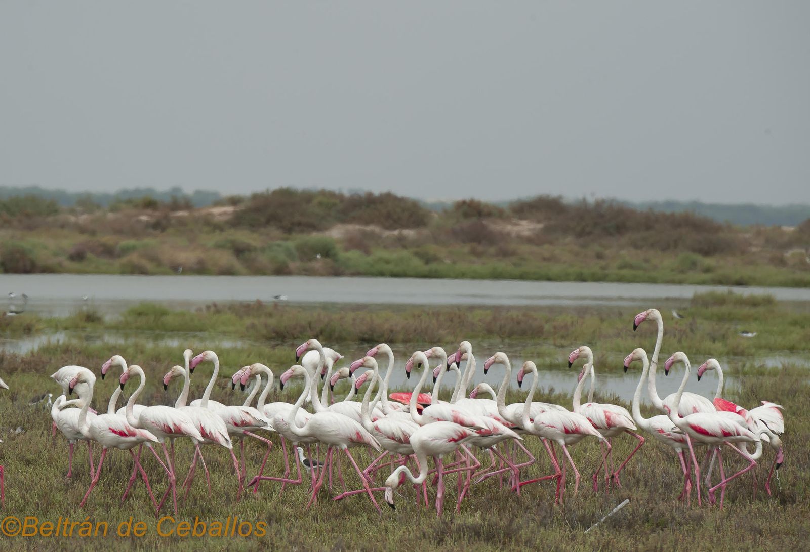 Flamencos en los humedales de Doñana.
