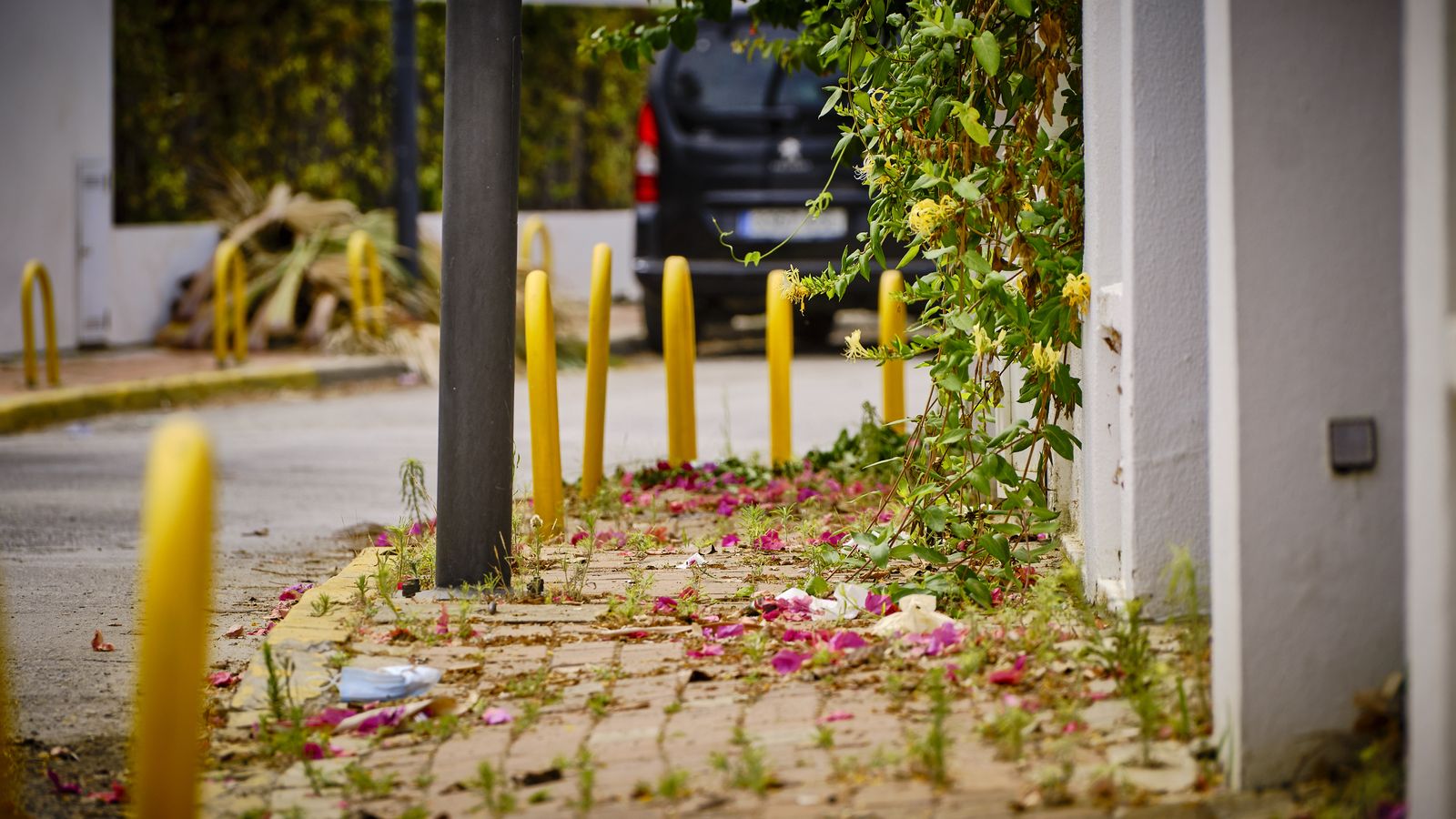 Buganvillas (plantas ornamentales, muy abundantes en los jardines de la zona) con sobrecrecimiento, que ocupan las aceras y producen molestias con los pinchos de sus tallos.