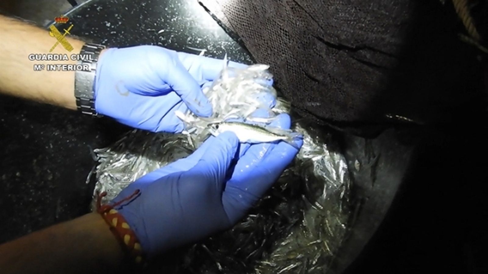 Varios de los ejemplares de chanquetes que las redes pescaban