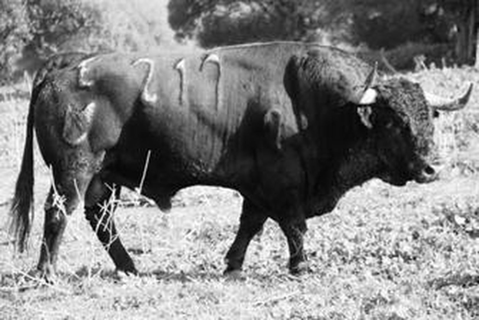 'Arrojado' número 217 del hierro de Joaquín Núñez del Cuvillo, un toro de vacas al que Sevilla le ha dado la vida.