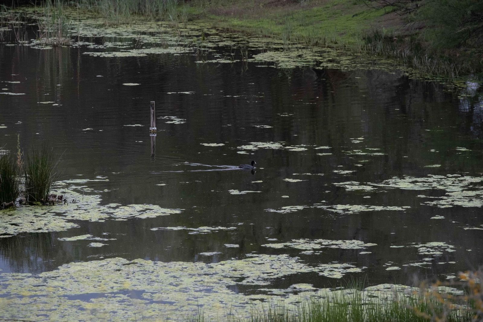 Laguna de Fuente de Piedra tras las lluvias, en fotos
