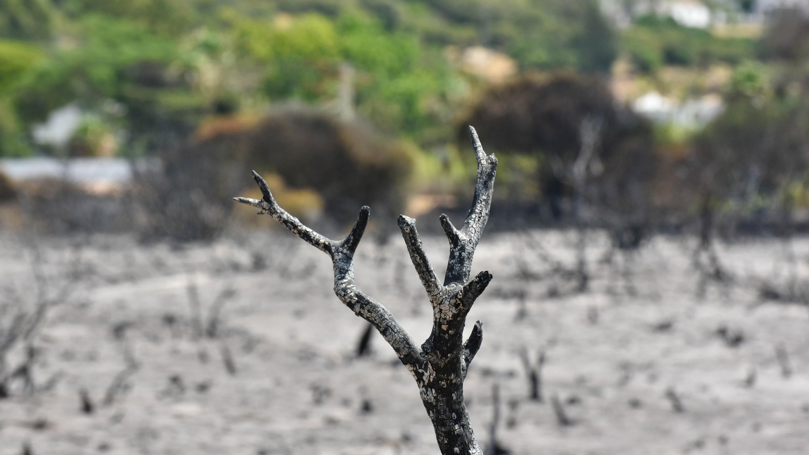 Fotos del incendio de Valdevaqueros que arrasó con 11 hectáreas de Parque Natural del Estrecho Las fotos de la zona afectada por el incendio de Valdevaqueros